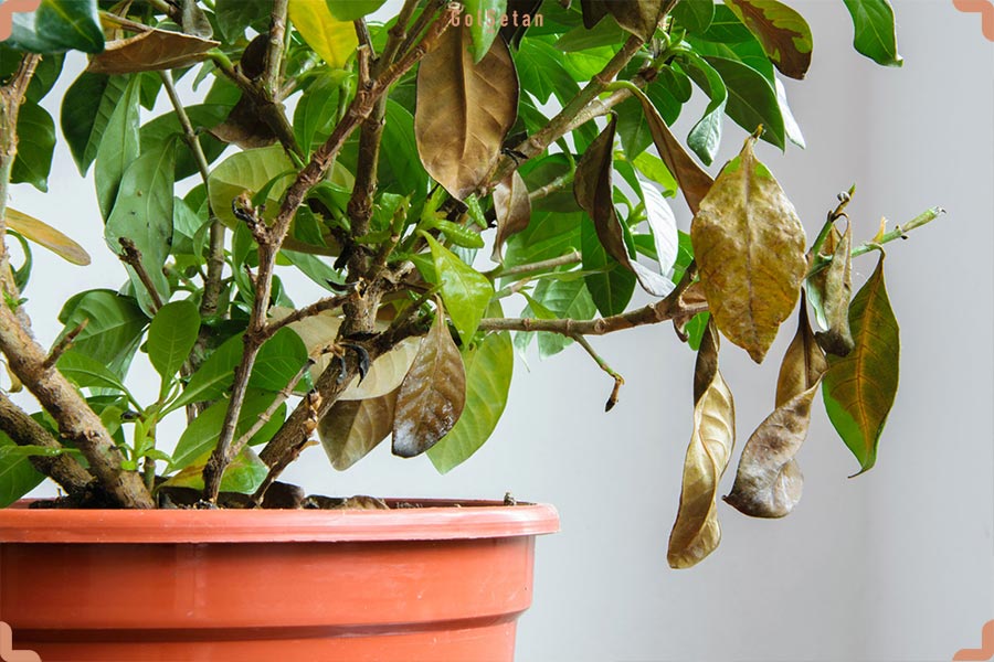 بررسی رایج ترین مشکلات گیاهان آپارتمانی