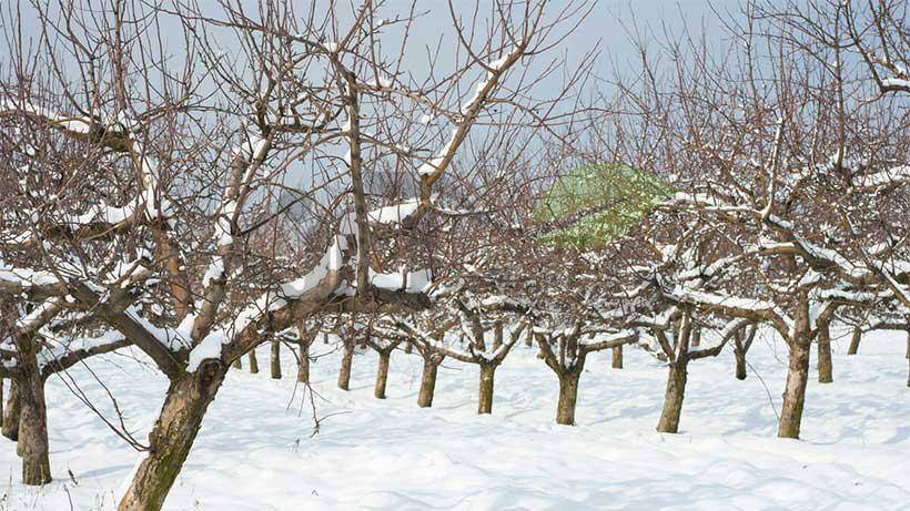 اقدامات ضروری باغبانی در زمستان