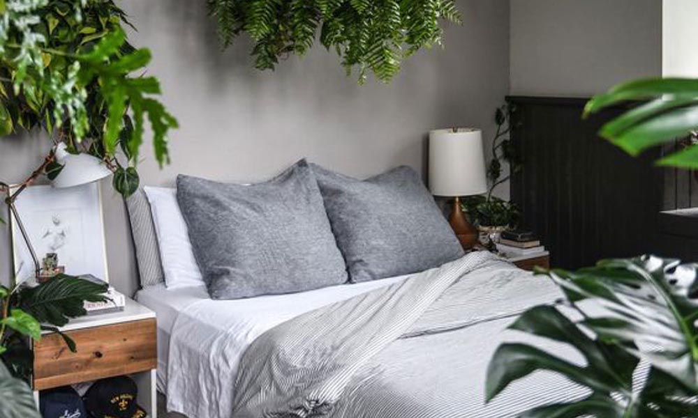 گیاهان آپارتمانی مناسب برای اتاق خواب کدامند؟