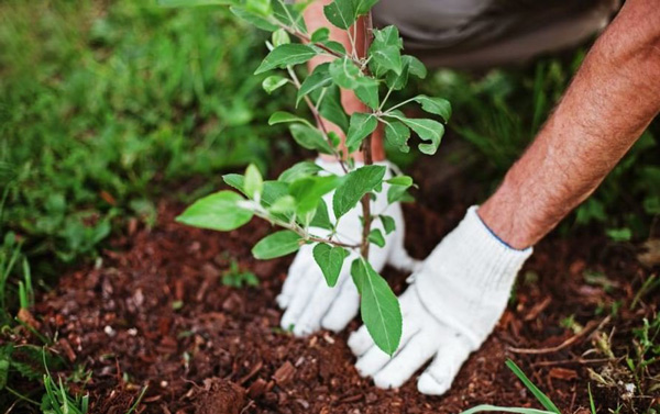 راهنمای خرید نهال