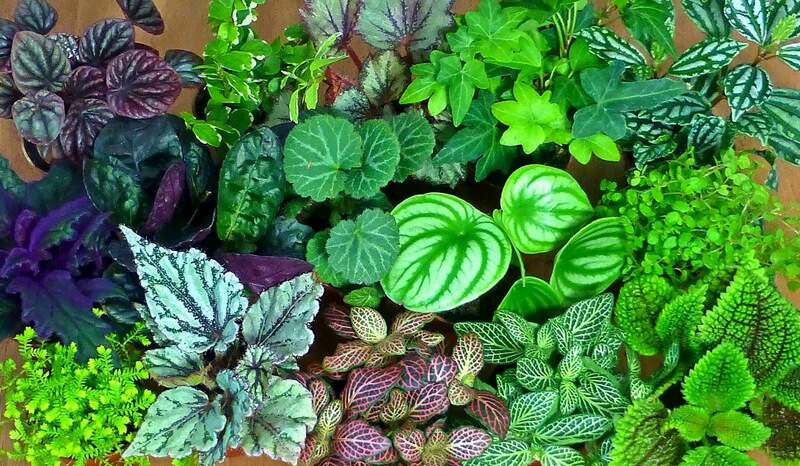 آشنایی با گیاهان همیشه سبز تزیینی در آپارتمان