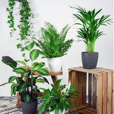 آشنایی با گیاهانی که هوا را تصفیه می کنند