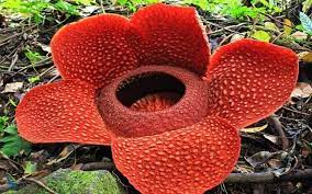 بزرگترین گل جهان Rafflesia arnoldii