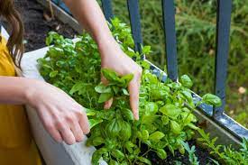 معرفی راهکاری کاربردی برای کاشتن سبزیجات ارگانیک در باغچه خانه خود