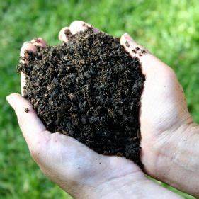 همه چیز درباره کودآلی
