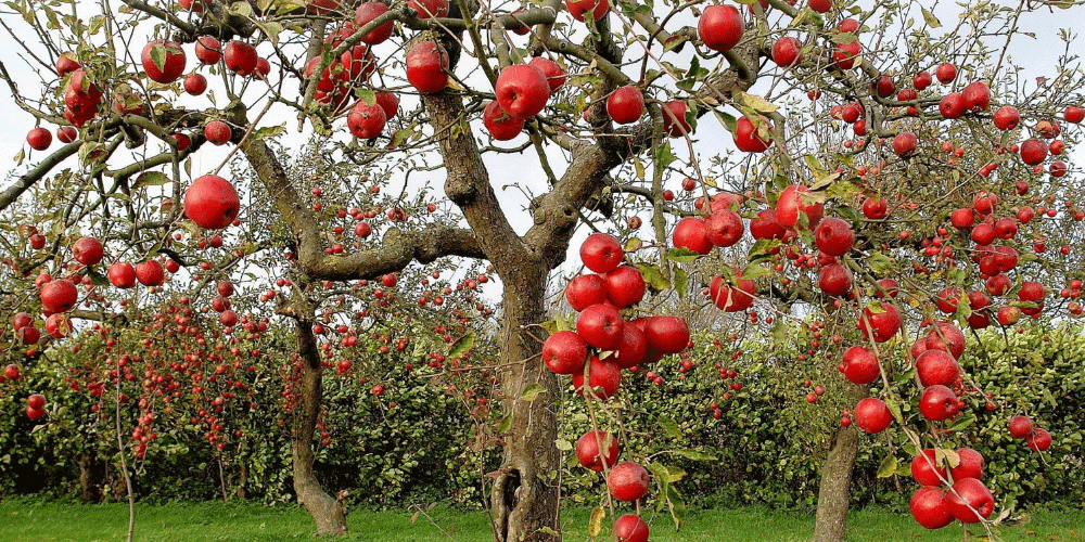 چگونه درخت سیب را آبیاری کنم؟