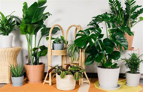 پرطرفدارترین گیاهان آپارتمانی