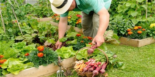 افراد مبتدی و باغبانی سبزیجات